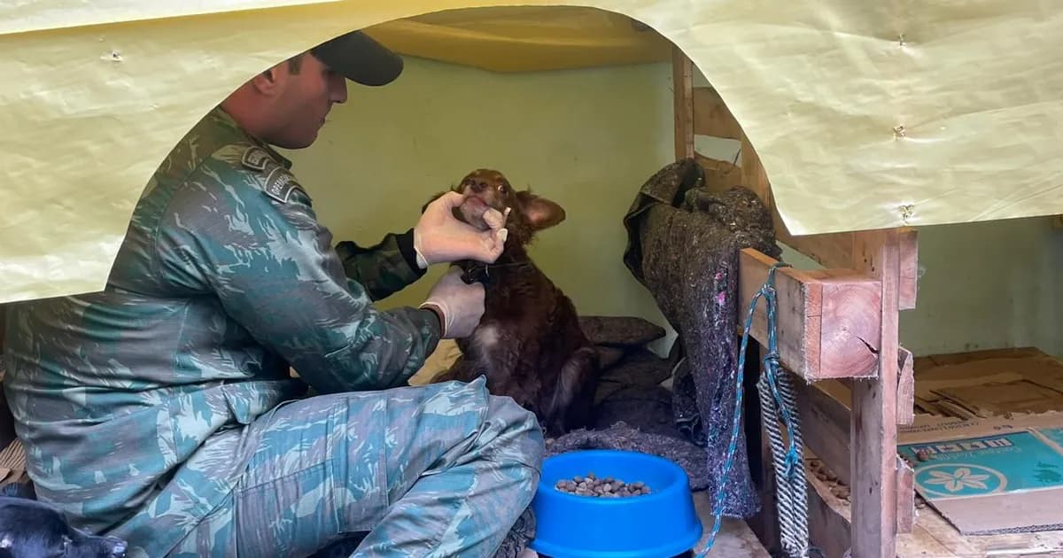 Militar da Marinha examina um cão resgatado em um abrigo improvisado no Rio Grande do Sul em 2024