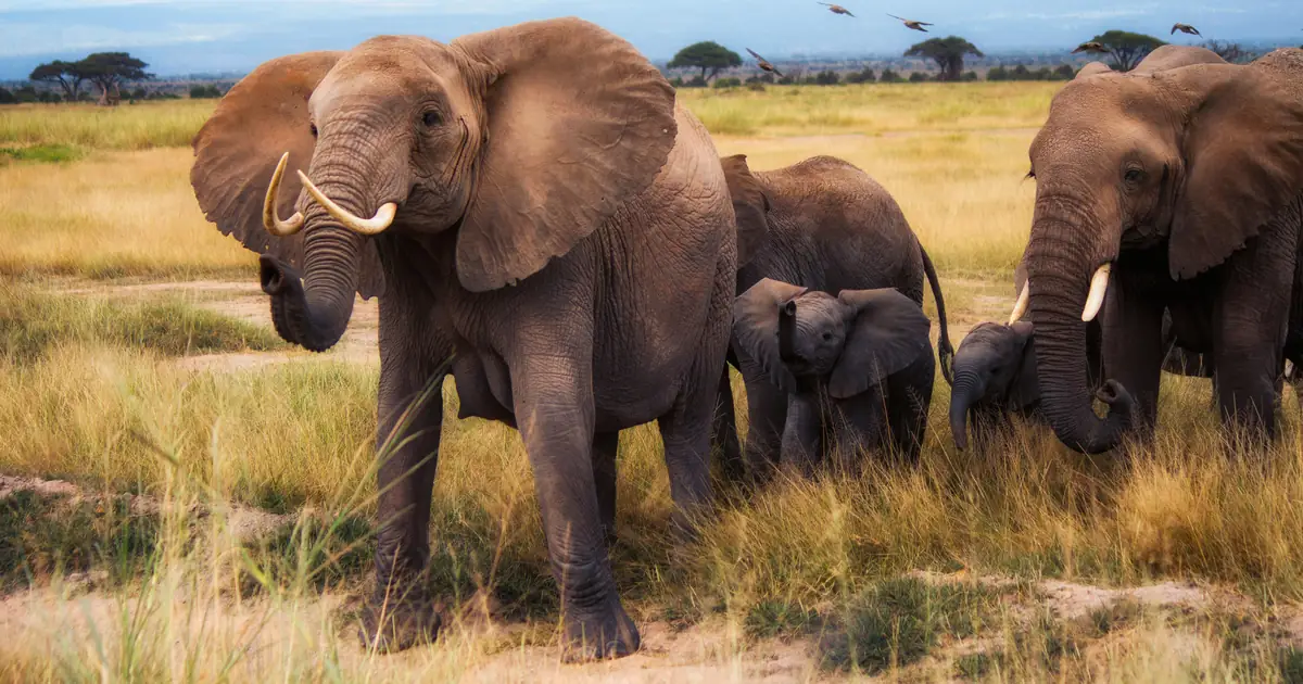 Adult African elephants and calves in the Amboseli savanna