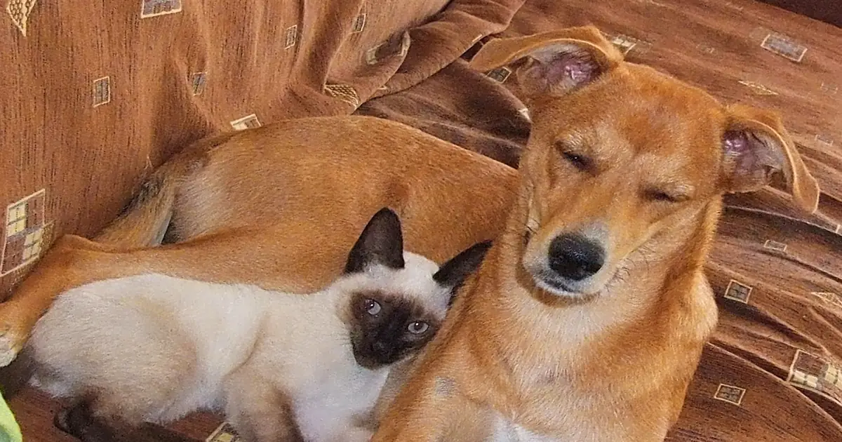 Um cão caramelo e um gato siamês descansando juntos em um sofá
