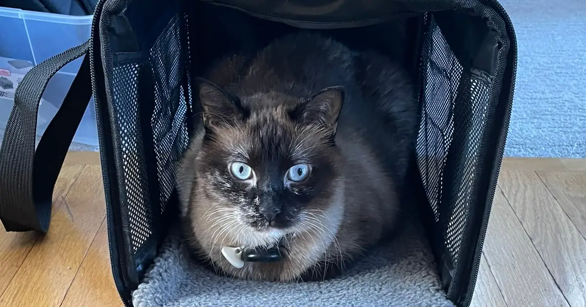 Gato de olhos azuis deitado dentro de uma caixa de transporte preta aberta em casa