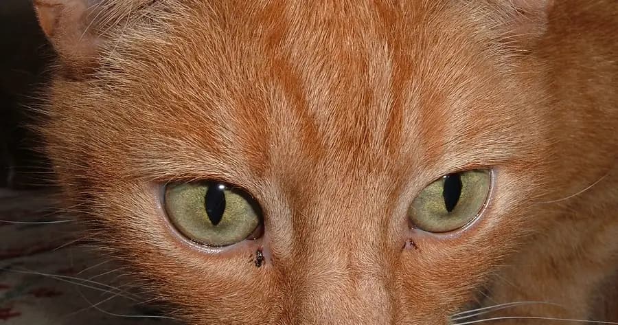 Rosto de um gato ruivo com as pupilas contraídas em fendas verticais