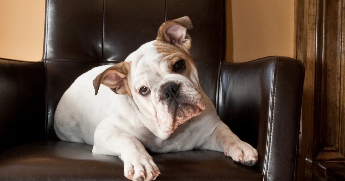 Buldogue branco e marrom inclinando a cabeça enquanto descansa em uma poltrona escura