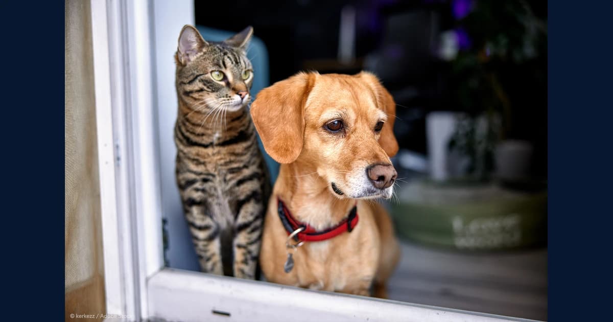 Cão e gato juntos diante de uma janela em imagem sobre as novas regras europeias
