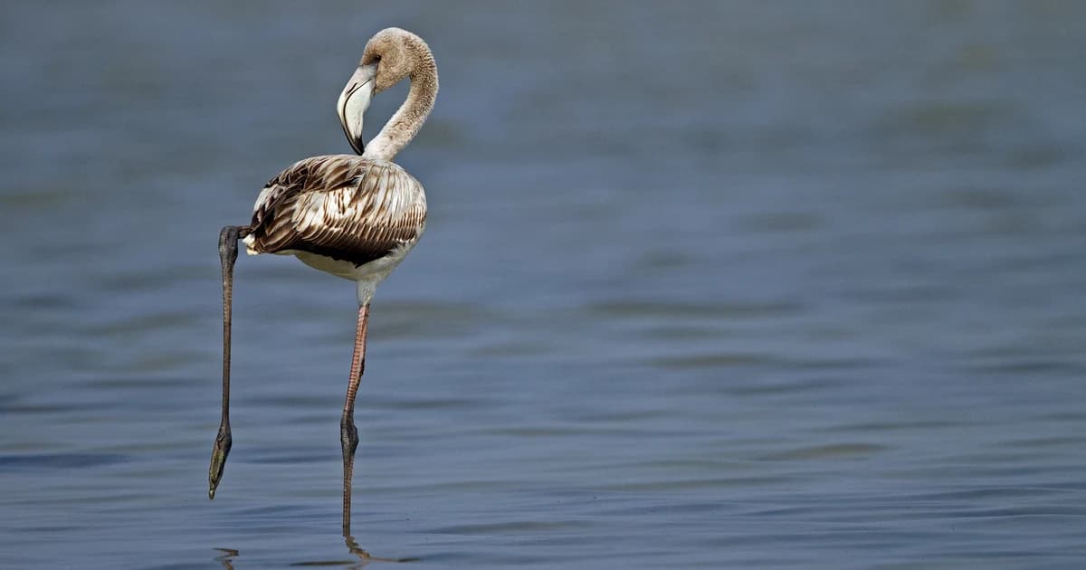 Flamingo jovem apoiado em uma perna só nas águas do lago Pulicat, na Índia