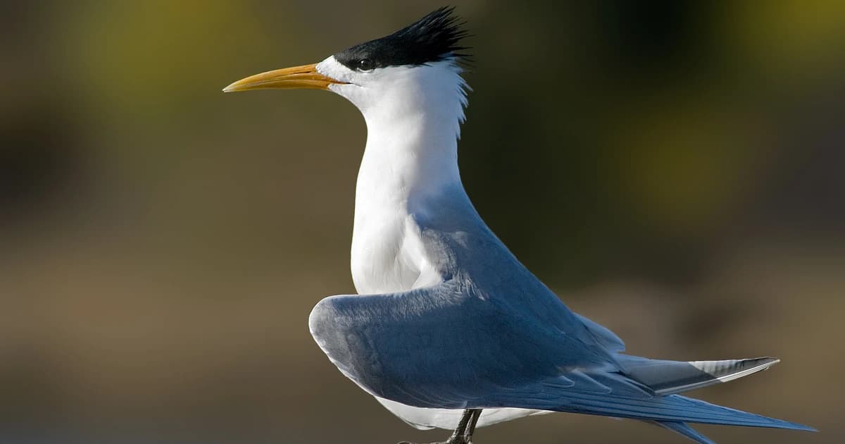Greater crested tern photographed in profile