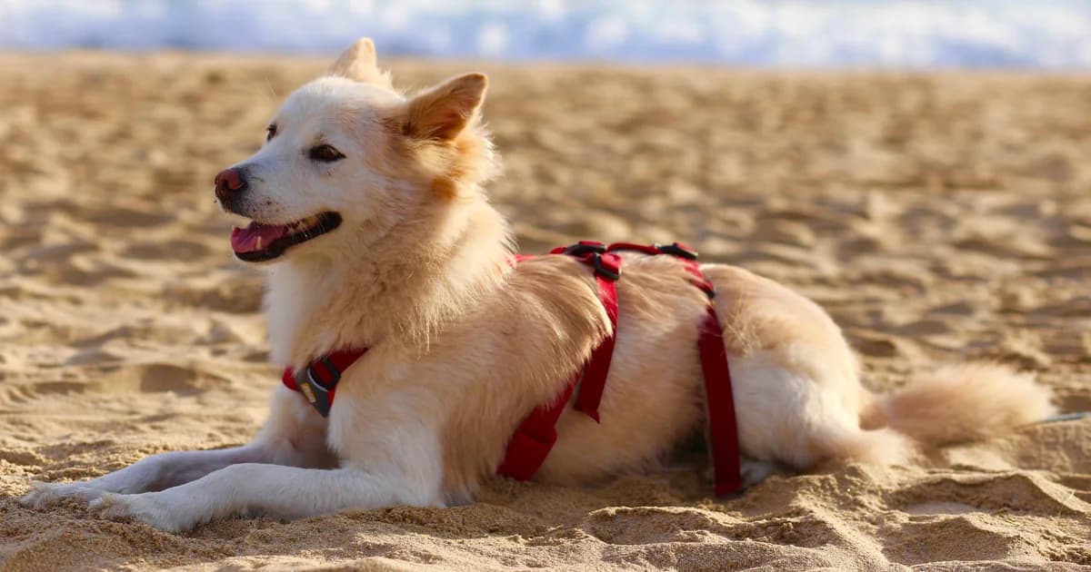 Bori, um cão de pelagem clara, ao ar livre na costa leste da Coreia do Sul