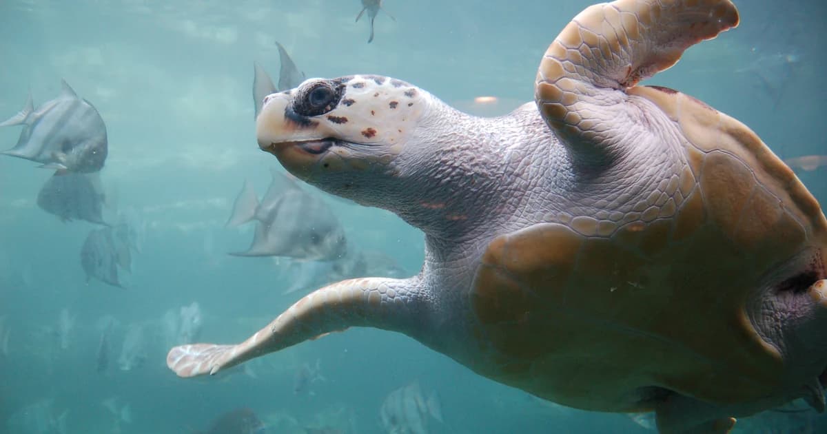 Loggerhead sea turtle swims underwater among fish