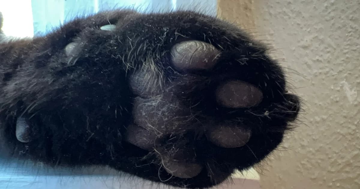 Almofadas da pata de um gato preto em close