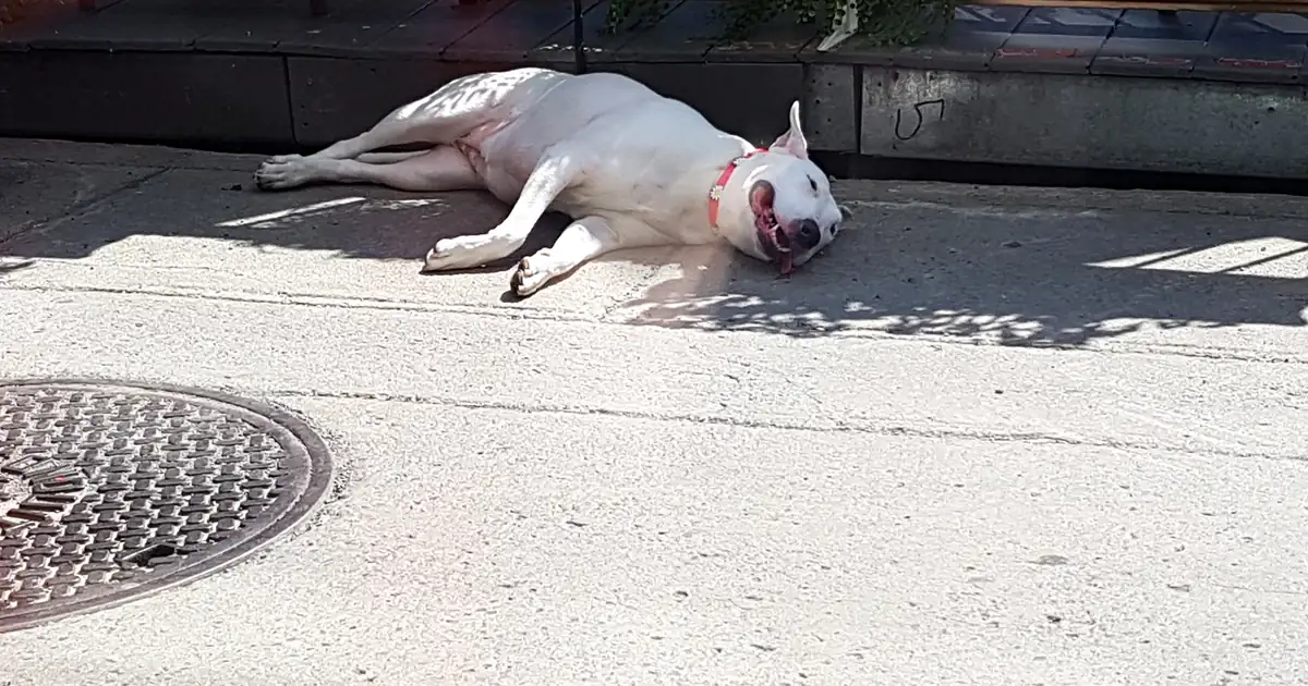 Cão branco ofegante descansa à sombra em uma calçada durante uma onda de calor