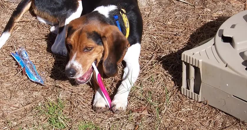 Beagle deitado ao ar livre com uma escova de dentes rosa entre as patas dianteiras