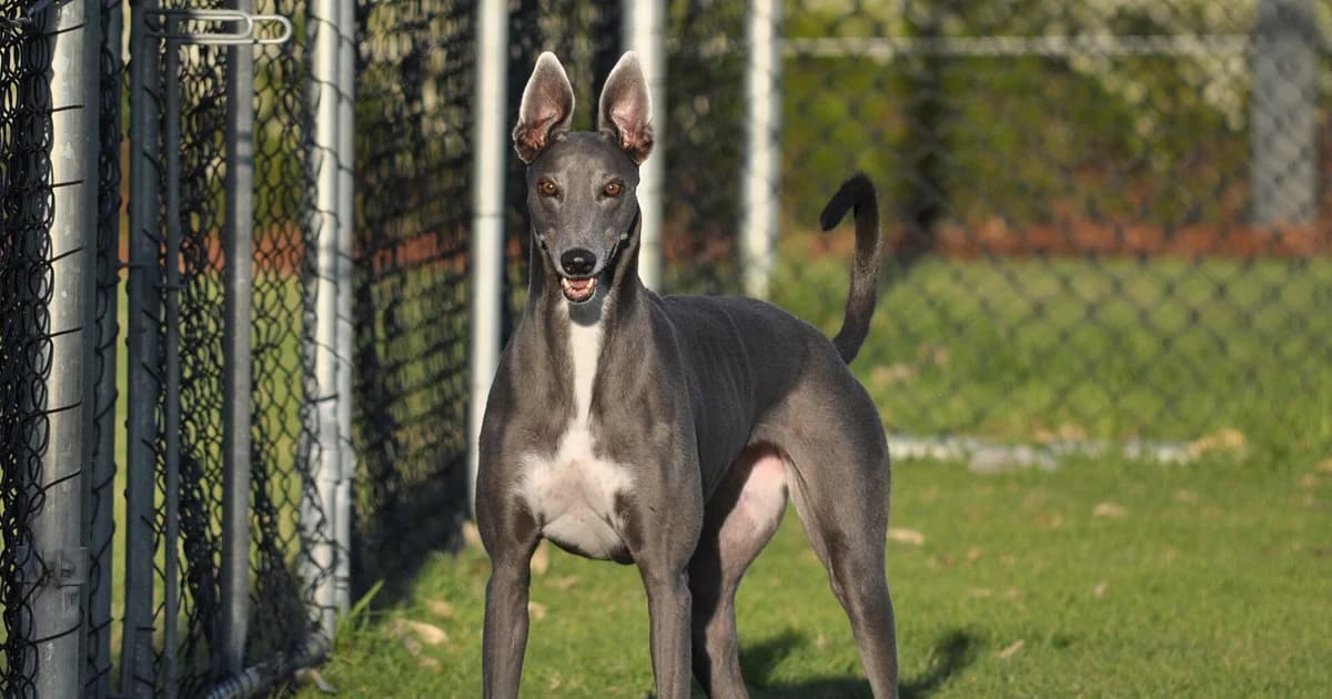 Galga aposentada das corridas em um parque para cães na Austrália Ocidental