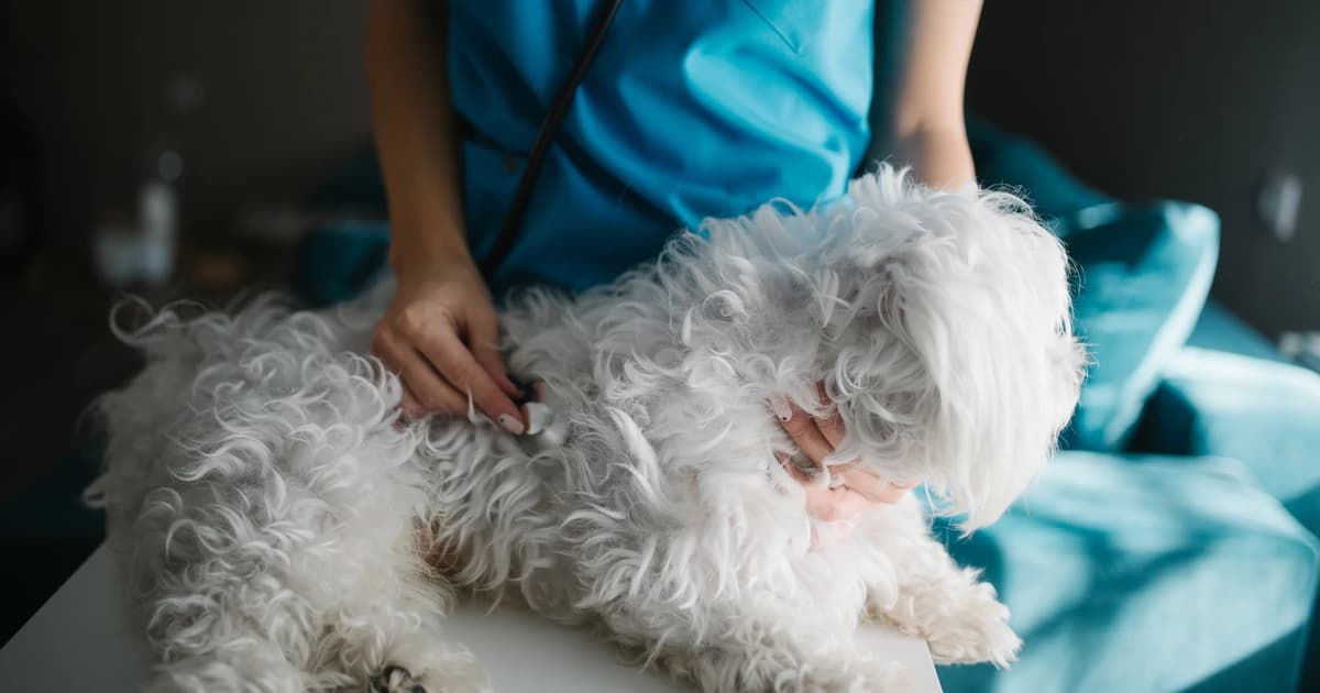 Veterinária examina um cão maltês com um estetoscópio