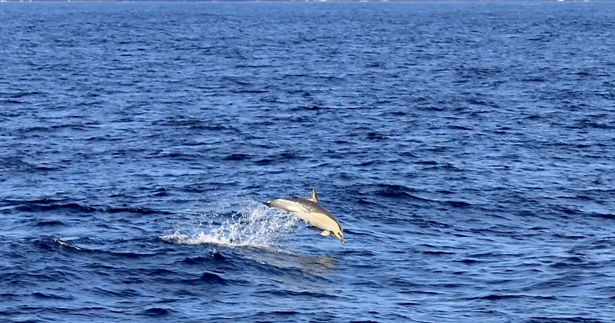 Golfinho-comum salta no mar perto da ilha de São Miguel, nos Açores
