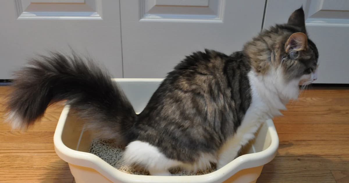 Long-haired cat crouching inside a white litter box