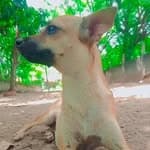 Abrigo São Lucas no diretório AnimalProtech