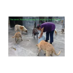 Fotografía representativa de animales atendidos por ADPA en Quintana Roo