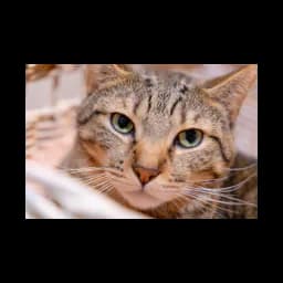 AIBA - Asociación de Iniciativas para el Bienestar de los Animales logo
