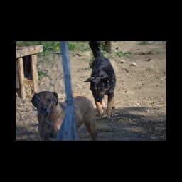 Aktiv für Hunde in Not e.V. logo