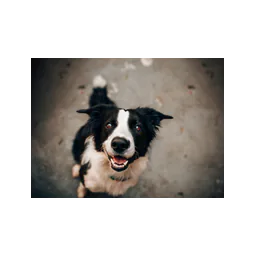 Almost Home Humane Society logo