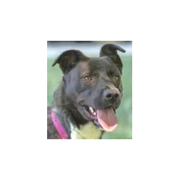 Image provenant du site officiel de Amelia County Animal Shelter