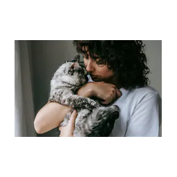 Gato fotografiado por Ames Animal Shelter
