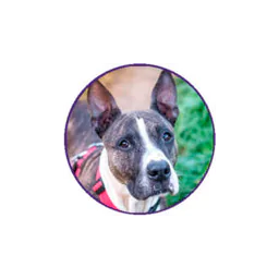 Amics dels Animals Dosrius logo