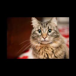 Gato mostrado en el sitio oficial de Animal Fix Clinic