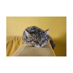 Logo de Animal Rescue Foundation