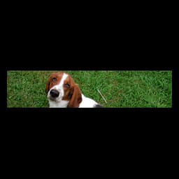 Dog photograph on the official Animal Shelter, Inc. of Sterling services page