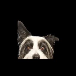 logotipo Animal Trust