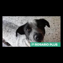 logotipo Animalistas de Rosario
