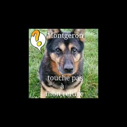 Dog photograph published by Animaux Sans Foyer - Refuge de Montgeron