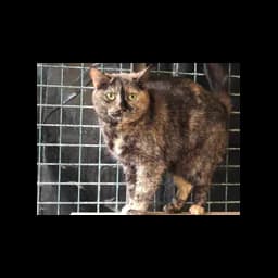 Cat photograph from the official website of Arche de Noé - Refuge pour Chats de Roanne