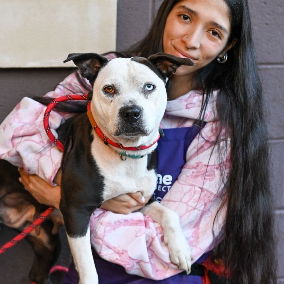 Art and shelter no diretório AnimalProtech
