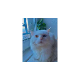 Gato branco fotografado no site oficial da Association Phénix