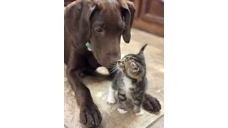 Official profile image for Athens-Limestone Animal Services