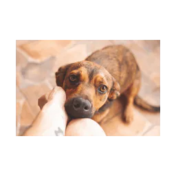 Animal adoption image from Augusta Regional SPCA’s official website