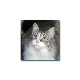 Rosie, featured by Bannock Humane Society's foster program