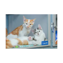 Gatos fotografados no site oficial de Barren River Animal Welfare Association