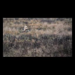 Animal photograph from the official website of Beauval Nature – Centre de soins Françoise Delord