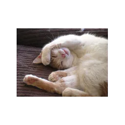Animal fotografiado por Bee Holistic Cat Rescue And Care