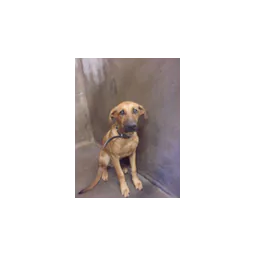 Dog photographed in Big Spring’s official shelter adoption gallery