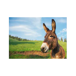 Donkey pictured on the official website of Bleakholt Animal Sanctuary