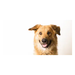 Cachorro fotografado no site oficial da Blue Ridge Humane Society