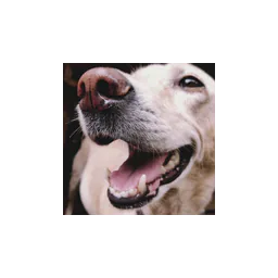 Bobbi and the Strays logo