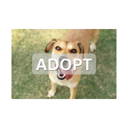 Adoption dog image on the Bowling Green/Warren County Humane Society's official website