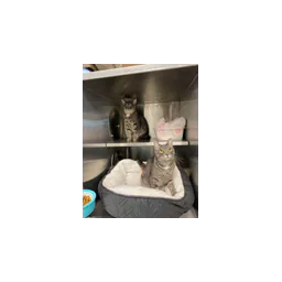 Cat photographed by Brooks Animal Protection Society