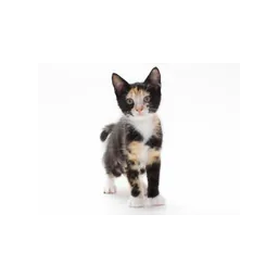 Gato fotografiado por Burbank Animal Shelter