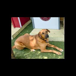 Dog named Clifford photographed on Burleson’s official animal-services page
