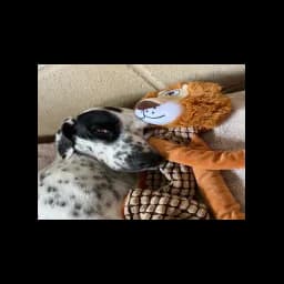 Image de Canyon Lake Animal Shelter Society sur son site officiel